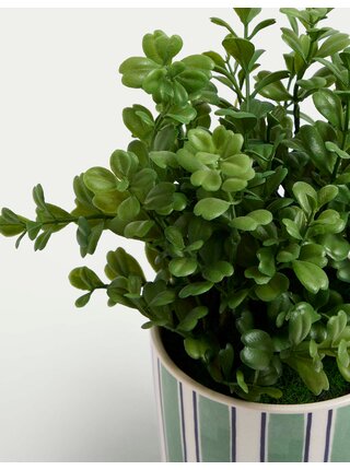 Umělá rostlina v keramickém květináči Marks & Spencer Zimostráz